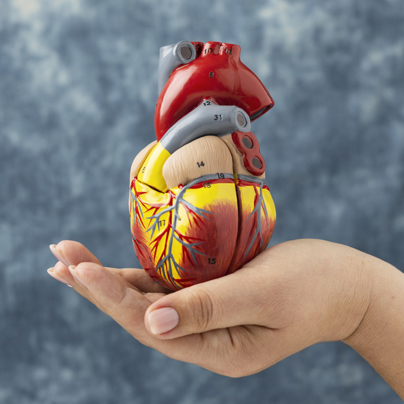 Clinical Cardiology Primer